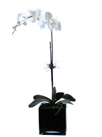 WHITE PHALAENOPSIS IN BLACK GLASS VASE