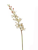 CREAM VANDA ORCHID SILK FLOWER STEM
