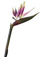 BIRD OF PARADISE WHITE / PURPLE