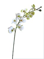 MINI CREAM GREEN PHALAENOPSIS ORCHID