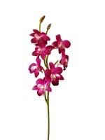 DENDROBIUM ORCHID (PURPLE)