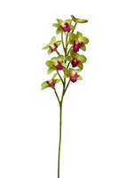 GREEN  DENDROBIUM ORCHID
