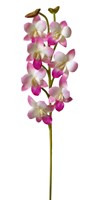 CREAM PINK DENDROBIUM ORCHID